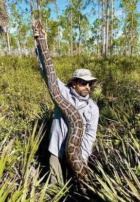Cette photo de février 2022 fournie par le Conservancy of Southwest Florida montre le biologiste Ian Bartoszek avec un python birman femelle de 15 pieds capturé en suivant un serpent éclaireur mâle dans la forêt d'État de Picayune Strand.