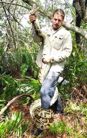 Cette photo de février 2018 fournie par le Conservancy of Southwest Florida montre le biologiste Ian Easterling avec un python birman femelle de 15 pieds capturé en traquant un serpent éclaireur mâle dans la Rookery Bay National Estuarine Research Reserve à Naples, en Floride (Conservancy of Southwest Florida via AP)