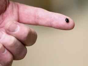 Une tique.  Les minuscules insectes rampants peuvent être porteurs de la maladie de Lyme.