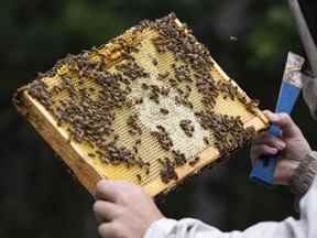 L'apiculteur Kevin Nixon inspecte l'une de ses ruches près de Penhold, en Alberta, le 24 juin 2022.