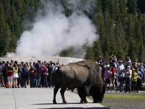Un bison passe devant des gens qui regardent l'éruption du Old Faithful Geyser dans le parc national de Yellowstone le 22 juin 2022.