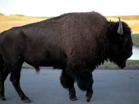 Un bison se promène dans le parc national de Yellowstone dans le Wyoming, aux États-Unis, le 10 août 2011.