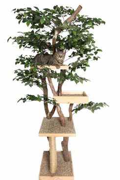 Maison dans l'arbre pour chat sycomore