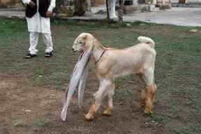Simba, une chèvre d'un mois et quatre jours avec des oreilles de 48 cm de long, marche dans la maison de son propriétaire à Karachi, au Pakistan, le 8 juillet 2022. REUTERS/Akhtar Soomro
