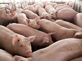 Des porcs approchant du poids du marché se tiennent dans un enclos à Duncan Farms à Polo, Illinois, le 9 avril 2018.