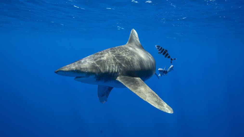 Requin océanique SharkFest National Geographic