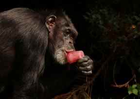 Un chimpanzé suce un bloc de glace aromatisée au zoo de Chester à Chester, en Grande-Bretagne, le 19 juillet 2022.