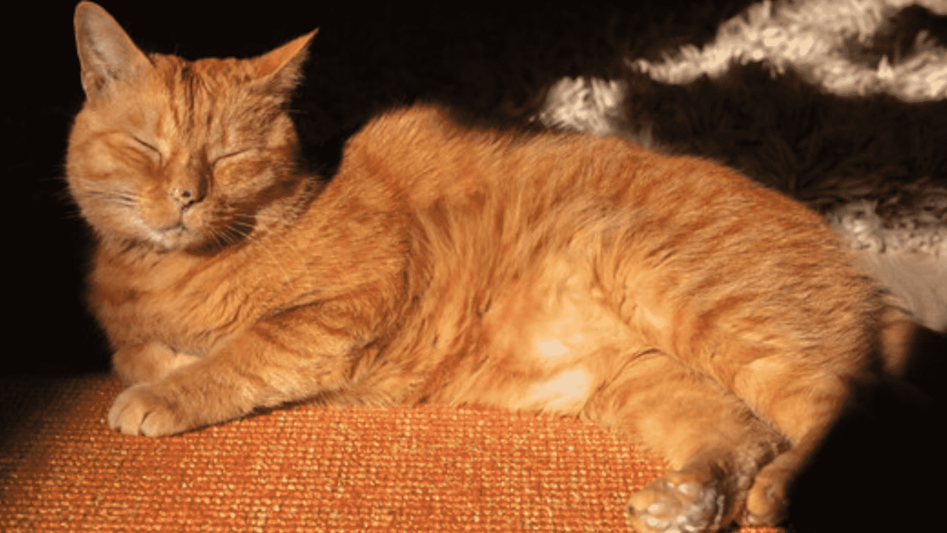 Orange tabby Murtaugh, sur qui le chat de Stray est partiellement basé, somnolant au soleil