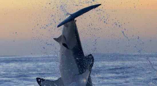 A great white shark breaching in South America in Shark Week