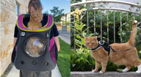 Ces accessoires de marque Stray vous permettent de transporter votre chat avec une touche futuriste