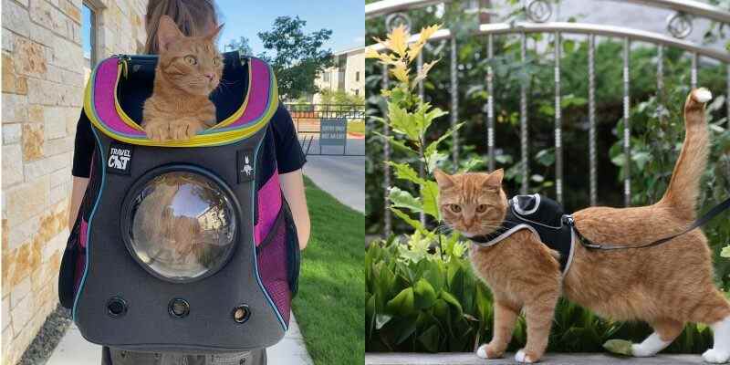 Ces accessoires de marque Stray vous permettent de transporter votre chat avec une touche futuriste