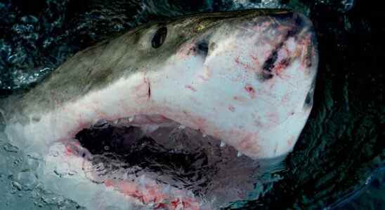 Great white shark from Shark Week