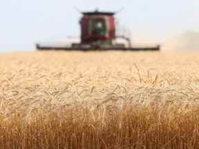 Le blé de printemps est récolté sur une ferme près de Beauséjour, au Manitoba.
