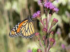Après avoir hiverné dans les montagnes du centre du Mexique, les papillons migrent vers le nord, se reproduisant sur plusieurs générations sur des milliers de kilomètres.  La progéniture qui atteint le sud du Canada commence alors le voyage de retour vers le Mexique à la fin de l'été.