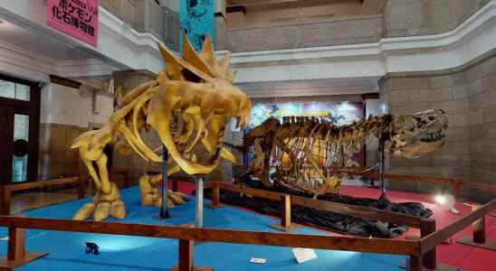 Vous pouvez maintenant visiter virtuellement le musée des fossiles Pokémon du Japon