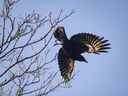 Le soleil de fin d'après-midi brille sur les ailes de ce corbeau alors qu'il s'envole à Charlottetown sur cette photo d'archive non datée.