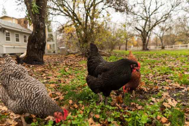Les poules adorent gratter et picorer la terre.  Malheureusement, c'est ainsi que le plomb du sol y pénètre.