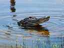 Un alligator américain dans les Everglades de Floride.