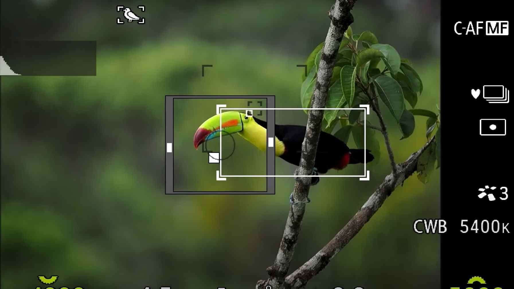 Un viseur d'appareil photo montrant un oiseau dans les arbres