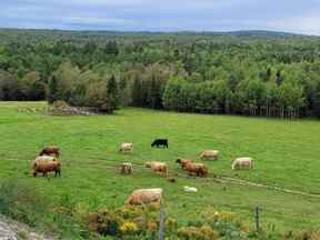 La vue sur les vaches et la forêt depuis la terrasse de la brasserie Frampton Brasse à Frampton, au Québec.  (RUTH ​​DEMIRDJIAN DUENCH)