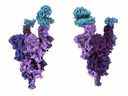 Structure atomique de la protéine de pointe variante Omicron (violet) liée au récepteur ACE2 humain (bleu).  Photo : Dr Sriram Subramaniam, Université de la Colombie-Britannique