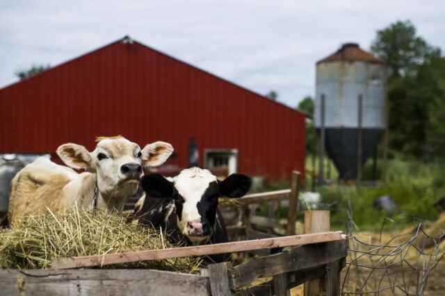 Des vaches ont été trouvées avec des niveaux élevés de PFAS dans une ferme du Maine.