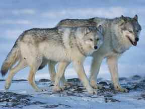 Une louve, à gauche, et un loup mâle parcourent la toundra près de la mine d'or Meadowbank au Nunavut.