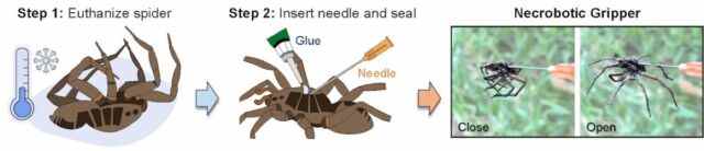 Une illustration montre le processus par lequel les ingénieurs en mécanique de l'Université Rice transforment des araignées décédées en pinces nécrobotiques, capables de saisir des objets lorsqu'elles sont déclenchées par une pression hydraulique. 