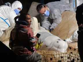 Des vétérinaires s'occupent d'un béluga qui s'est échoué dans la Seine à Notre Dame de la Garenne, dans le nord de la France, le 9 août 2022.