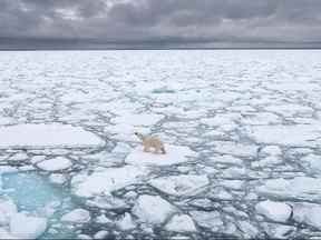 Un ours polaire à Svalbard, Norvège