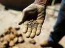 Un mineur artisanal montre du minerai dans une petite usine de traitement du cuivre et de l'or au Chili.