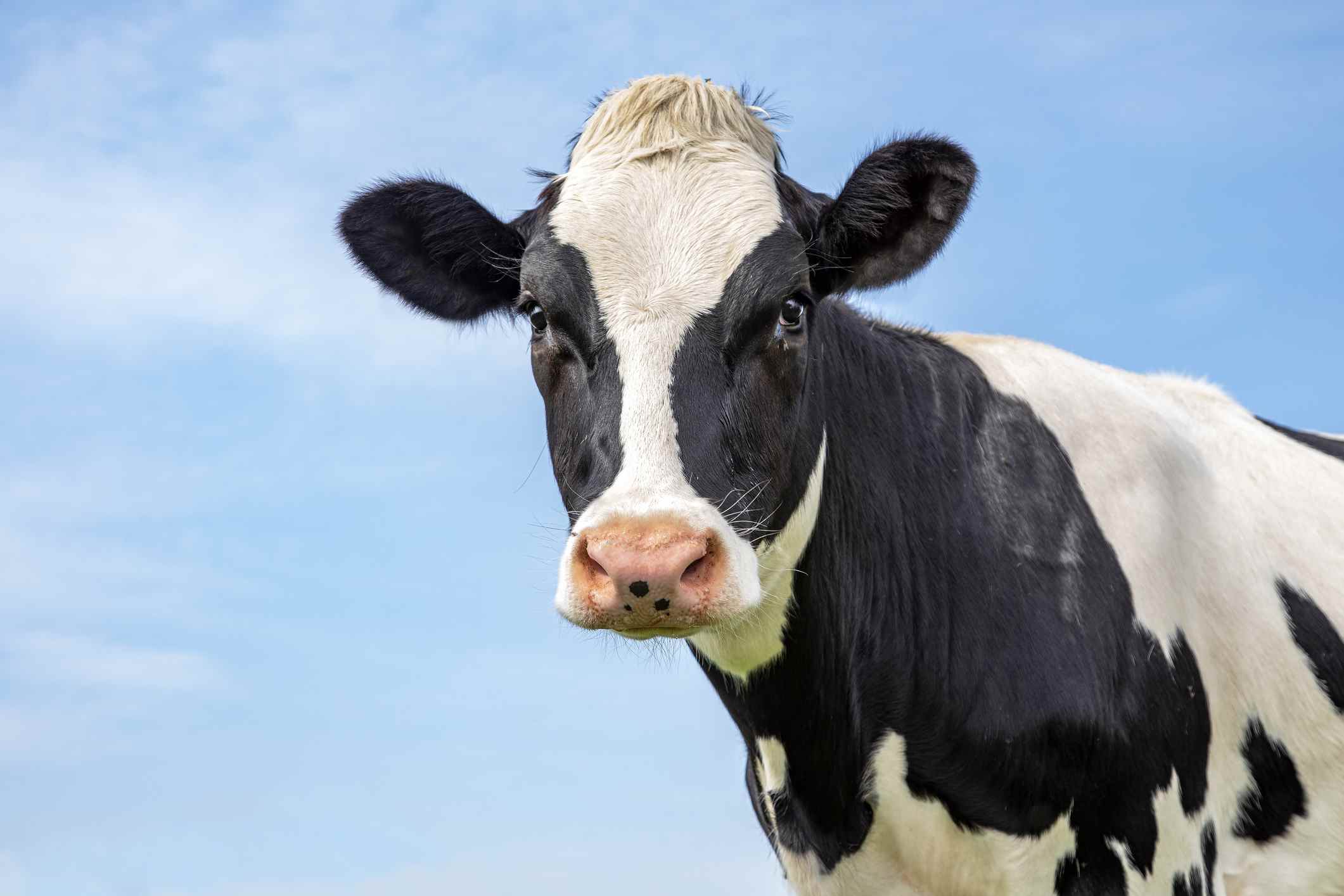 Portrait de la tête d'une vache noire et blanche adulte, regard doux, nez rose, devant un ciel bleu.