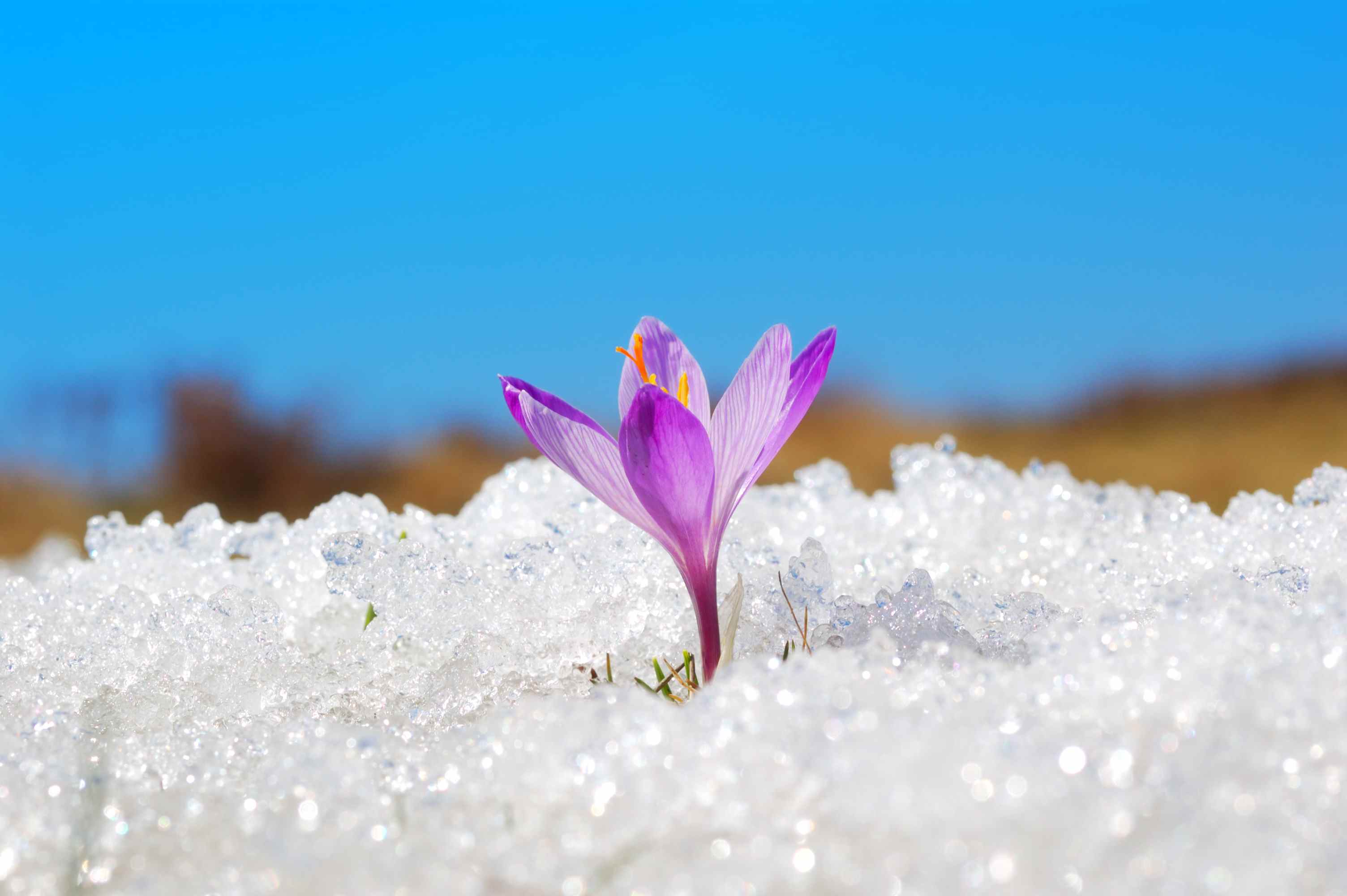 fleur pourpre fleurissant dans la neige;  crypto hiver