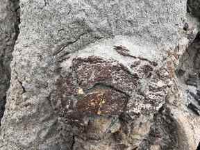Le Royal Tyrrell Museum de l'Alberta vient de publier cette image d'une découverte particulièrement rare qui vient d'être découverte dans le parc provincial Dinosaur.  C'est un morceau de peau de dinosaure qui a survécu pendant plus de 75 millions d'années.