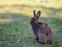 Sur la photo, un lapin dans le parc Lindsay à l'extérieur du centre communautaire et sportif MNP le mardi 6 septembre 2022.