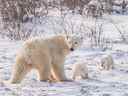 Les ours polaires étaient autrefois utilisés pour souligner les dangers du changement climatique, mais le nombre d'ours polaires a augmenté. 