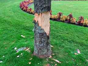 L'un des 32 arbres attaqués dans la nuit de juillet aux jardins publics d'Halifax par des personnes armées de haches.  Enlever l'écorce de la base d'un arbre le tue généralement.