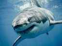 Près de cinq décennies après Jaws, les grands requins blancs continuent d'avoir une emprise sur notre psychisme.