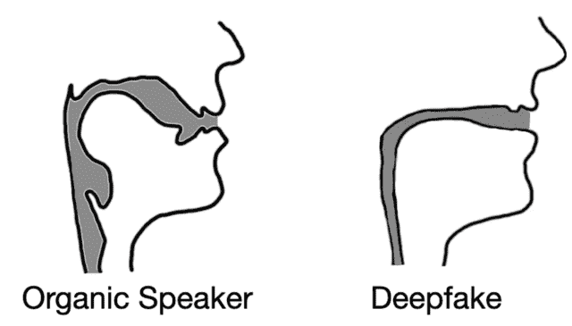 L'audio deepfake entraîne souvent des reconstructions des voies vocales qui ressemblent à des pailles à boire plutôt qu'à des voies vocales biologiques.