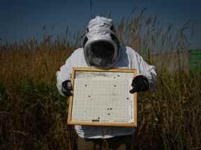 Jorge E. Macias-Samano, chercheur à l'Université Simon Fraser, tient un piège à varroa qui a été retiré d'une ruche d'abeilles dans un rucher expérimental, à Surrey, en Colombie-Britannique, le mercredi 31 août 2022. Une équipe de SFU teste un composé chimique qui semble tuer les acariens varroa sans nuire aux abeilles, dans l'espoir qu'il pourrait un jour être largement disponible comme traitement pour les ruches infestées.