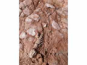 Un fossile est vu sur une photo non datée.  Lisa Cormier, une institutrice de l'Île-du-Prince-Édouard, se promenait sur un sentier familier sur la plage du cap Egmont avec son chien à la recherche de verre de mer, comme elle le faisait depuis des années, lorsqu'elle a repéré le fossile, qui ressemblait à des branches entrelacées.