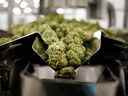 Séchez des fleurs de cannabis dans la salle d'emballage de l'usine d'Aphria Inc. Diamond à Leamington, en Ontario. 