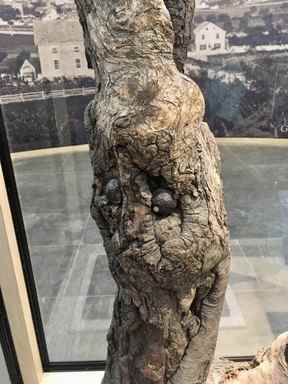 Un arbre préservé rempli de balles de mousquet transmet la férocité des combats de Gettysburg.  Lance Hornby/Soleil de Toronto