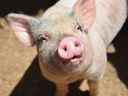 L'équipe de l'Université de Yale a rétabli la circulation sanguine et d'autres fonctions cellulaires dans plusieurs organes porcins une heure après la mort des porcs (pas celui-ci) d'un arrêt cardiaque. 
