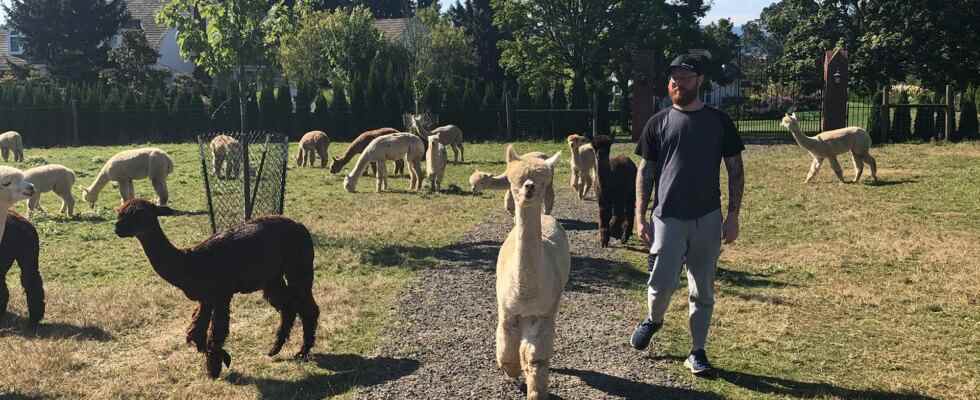 Jordan at an alpaca farm