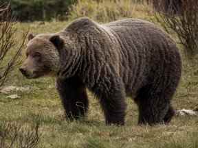 Photo d'archive d'un grizzli errant dans la nature sauvage de l'Alberta.
