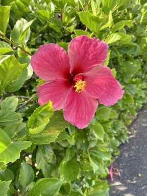 Arrêtez-vous et sentez l'hibiscus au Cambridge Beaches Resort and Spa aux Bermudes.  CYNTHIA MCLEOD/SOLEIL DE TORONTO