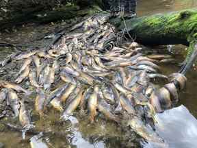 Des poissons morts sont représentés dans la rivière Neekas sur le territoire Heiltsuk.  Des milliers de poissons morts, une saison prolongée des incendies de forêt et des pénuries d'eau intenses entraînant la fermeture de patinoires sont tous des symptômes d'une sécheresse record dans certaines parties de la Colombie-Britannique