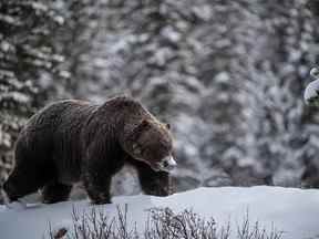 Photos récentes du légendaire grizzli appelé 