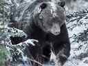 Ce grizzli a été repéré dans le parc national de Banff par le photographe Liam Boland le 8 novembre 2018. On pense qu'il s'agit du tristement célèbre grizzly appelé The Boss.
